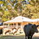 Margaret River Hideaway & Farmstay